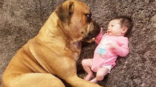 When a Big Dog Makes Loving Eye Contact With a Baby 🥰❤️ Cute Dogs and Human [upl. by Cave755]