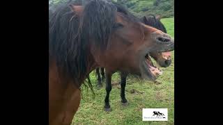 Dartmoor pony funny faces and wiggly lips [upl. by Malorie275]