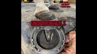 Hoof Restoration Shoeing a Horse with Low Underrun Heels Applying a Barshoe with Leather Pads [upl. by Hershel867]