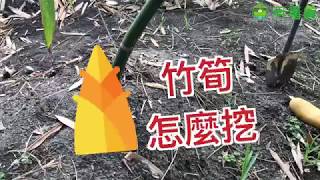 無毒農小知識｜竹筍怎麼挖？ feat阿達竹筍 [upl. by Mandal]