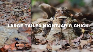 🐦 🐥 Largetailed Nightjar and Chick at Singapore Botanical Gardens [upl. by Reedy]