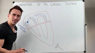 Heart Conduction amp ECG EKG Interpretation [upl. by Bremer599]