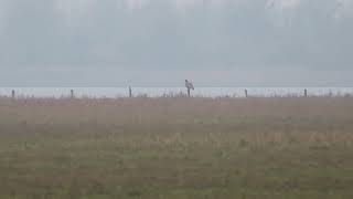 Zeearend op een paaltje langs het Lauwersmeer [upl. by Sucramel]