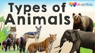 Types of Animals by eating habits Herbivores Carnivores Omnivores Scavengers [upl. by Thelma953]