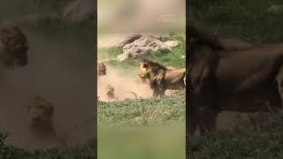 The Lion Cubs Misstep A Father’s Unexpected Protection [upl. by Hershell677]