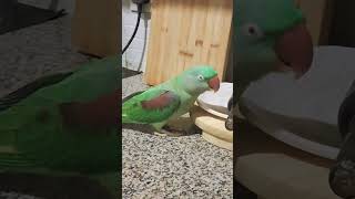 Niche utarnehi tum mujhe maroge parrot parrottalking mitthu indian birds animalsfunny [upl. by Kcuhc]