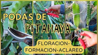 TIPOS de PODAS en PITAHAYAPODA DE FORMACIONPODA DE ACLAREOPODA DE PRODUCCION O FLORACION PITAHAYA [upl. by Ahsiemal475]