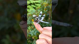 Dragonflies Can Eat 100 Mosquitoes In A Day gardening insects dragonfly wildlife [upl. by Enyalb]