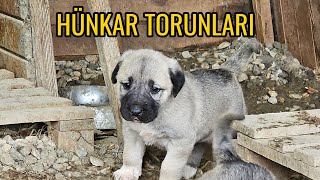 BAHÇEDE FIRTINA ÖNCESİ SESSİZLİK   KANGAL KÖPEKLERİMİZ YİNE YABAN PEŞİNDE [upl. by Sivar]