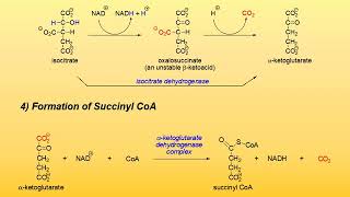 23 The Citric Acid Cycle [upl. by Idnim]