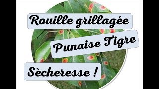 Maladie sur poirier  punaise tigre fumagine rouille grillagée sècheresse record juin 2017 [upl. by Reiniar563]