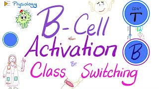 BCell Activation and Class Switching  Immunology  Physiology Series [upl. by Adiasteb]