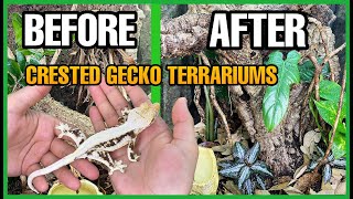 I UPGRADED MY CRESTED GECKO ENCLOSURES Crested Gecko Terrarium Setup [upl. by Meyers]