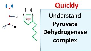 Pyruvate dehydrogenase complex [upl. by Dougal814]