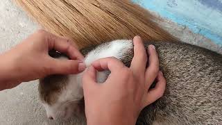 Killing and removing cat fleas  Popping fleas on cat [upl. by Marpet]