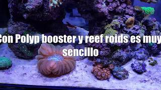 Como usar Polyp booster amp Reef Roids  Tierra y Mar Shop [upl. by Ahsirek]