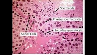 Histology structure and Histophysiology of sertoli cells [upl. by Phonsa981]