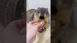 Adorable Pet Marmot Pals Eating Fruitscutepets cuteanimals marmot marmota pets cute [upl. by Lenni]