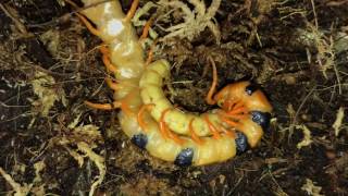 Scolopendra Hardwickei First morio worm [upl. by Eryn]