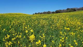 Wildflower Meadow  Stock Footage [upl. by Aschim]