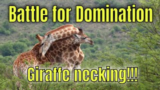 Domination Duel Giraffes In A Necking Battle [upl. by Llertnod538]