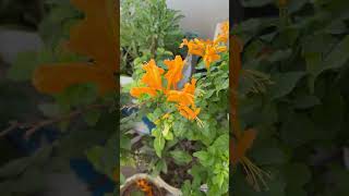 🌱Beautiful Tecoma Capensis Flowers in my garden 🌼homegarding 🏡🧑‍🌾🥰ytshots viralshorts [upl. by Helaina]