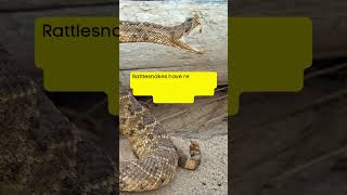 Rattlesnake Secrets 🐍 Nature’s Builtin Warning System nature snake wildlife shortvideo [upl. by Anilesor]