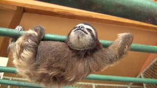 Baby Sloth learns to climb [upl. by Crescentia]