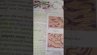 Ncert highlight by toppers  topper studyplan motivation medicalentranceexam biology [upl. by Eerehs]