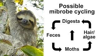 Illumina Webinar Utilizing mixed amplicon sequencing to investigate tree sloths and symbionts [upl. by Eldnik]