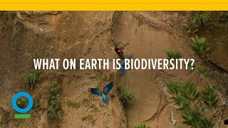 What on Earth is Biodiversity [upl. by Aicirtak]