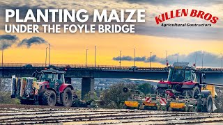 Killen Bros  Planting Maize under the Foyle Bridge [upl. by Cormick]