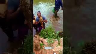 UN GROS POISSON TRES MYSTERIEUX DANS NOS ETANGS poissons pisciculture agriculturebiologique diy [upl. by Andel]