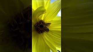 🐝 Bees collecting honey  Bee Foraging for Pollen and Nectar bees nectar pollen [upl. by Laro]