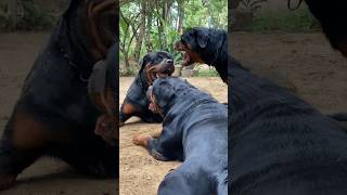 rottweiler Barking Sound 😈😱 [upl. by Brittani234]