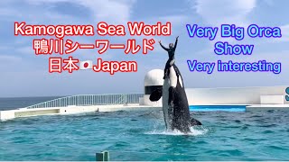 Dolphin show at Kamogawa sea world Japan 鴨川シーワールド [upl. by Dulcie539]