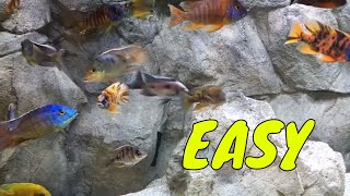 HOW TO SETUP AN AFRICAN CICHLID TANK [upl. by Evannia]