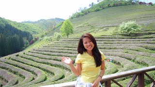 보성녹차밭 Boseong Green Tea Plantation [upl. by Avie354]