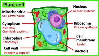 Learn all about plant cells in 2 MINUTES 🌱  Easy science video [upl. by Burd]