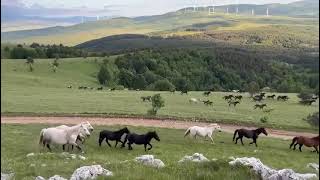 Divlji Konji u Livnu  Bosna i Hercegovina [upl. by Namijneb]