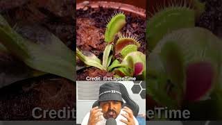 Time Lapse of Venus Fly Trap Plant Growth shorts timelapse [upl. by Asehr307]