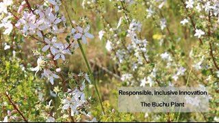 Responsible Inclusive Innovation  The Buchu Plant [upl. by Omolhs557]