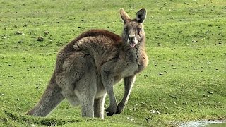 Forester Kangaroos Macropus giganteus at Narawntapu [upl. by Daub]