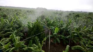 Ground Spray of Fungicide for Banana [upl. by Hoseia]