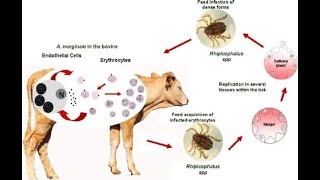 how to treat anaplasmosis [upl. by Pennebaker]