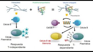Linfocitos B y Inmunidad y vacuna conjugada [upl. by Lash132]