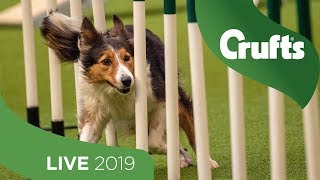 Crufts 2019 Day 1  Part 1 LIVE [upl. by Irat]