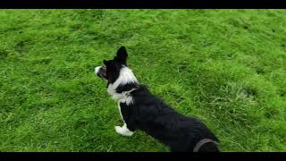 Sheepdog Training  Rosy  really starting to like this pup [upl. by Shantee]