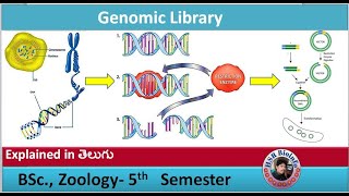 DNA Libraries Genomic Library  Genetic engineering  HSR Bioinfo [upl. by Lambart]