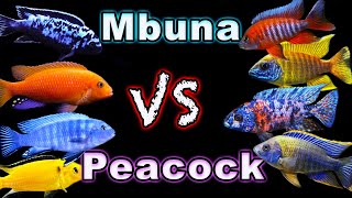 African Cichlid Showdown Peacock Cichlids vs Mbuna Cichlids  Which One Comes Out on Top [upl. by Ellenrahc]